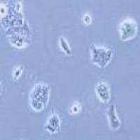 HPAF-II 人胰腺癌细胞