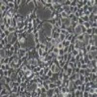 Hkb20 人肾上皮细胞