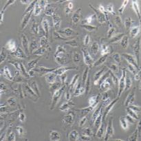 A498 人肾癌细胞