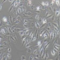 A498 人肾癌细胞