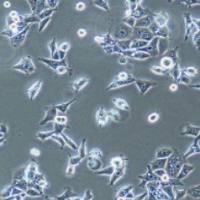 SCC-9 人类鳞状上皮舌癌细胞