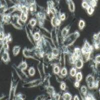 MIA-PACA-2 人胰腺癌细胞