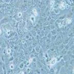 Nthy-ori 3-1 人甲状腺正常细胞