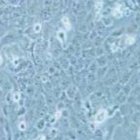 Nthy-ori 3-1 人甲状腺正常细胞