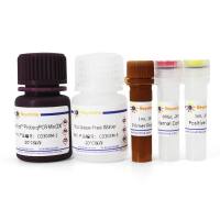 BeyoDirect™支原体qPCR检测试剂盒