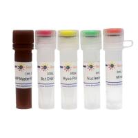 BeyoColor™支原体等温扩增变色检测试剂盒