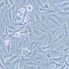 K1(GLAG-66) 人甲状腺癌细胞