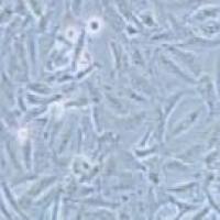 K1(GLAG-66) 人甲状腺癌细胞