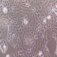 PANC 05.04 人胰腺癌细胞