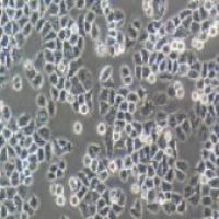 IOSE-80 人正常卵巢上皮细胞