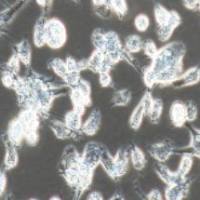 MDA-MB-436 人乳腺癌细胞