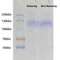 Mouse E3 ubiquitin-protein ligase NEDD4(NEDD-4)