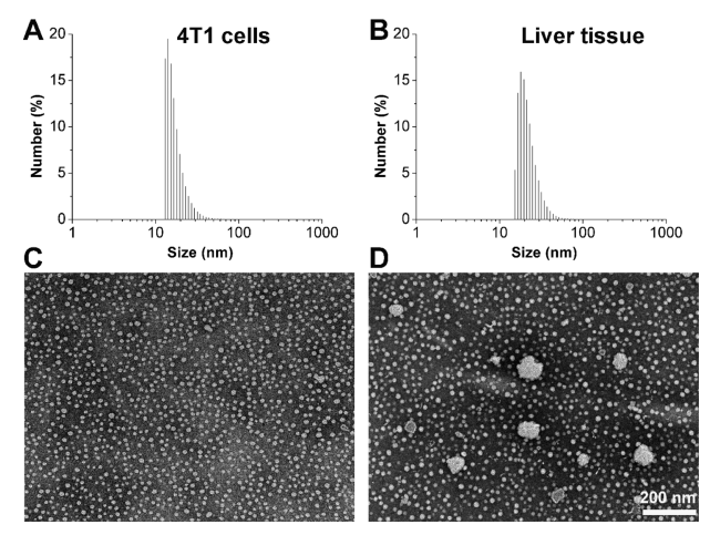 艾基金：用于癌症给药的细胞/组织重组脂质纳米粒子