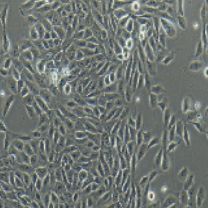 MCF-10A 人乳腺上皮细胞