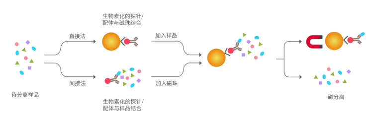 为度链霉亲和素磁珠助力生物素化分子的高效分离纯化