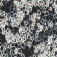 MDA-kb2 人乳腺细胞