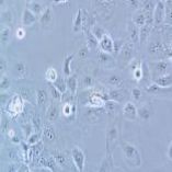 HCC1937 人乳腺癌细胞