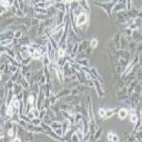 SK-MEL-2 人皮肤黑色素瘤细胞