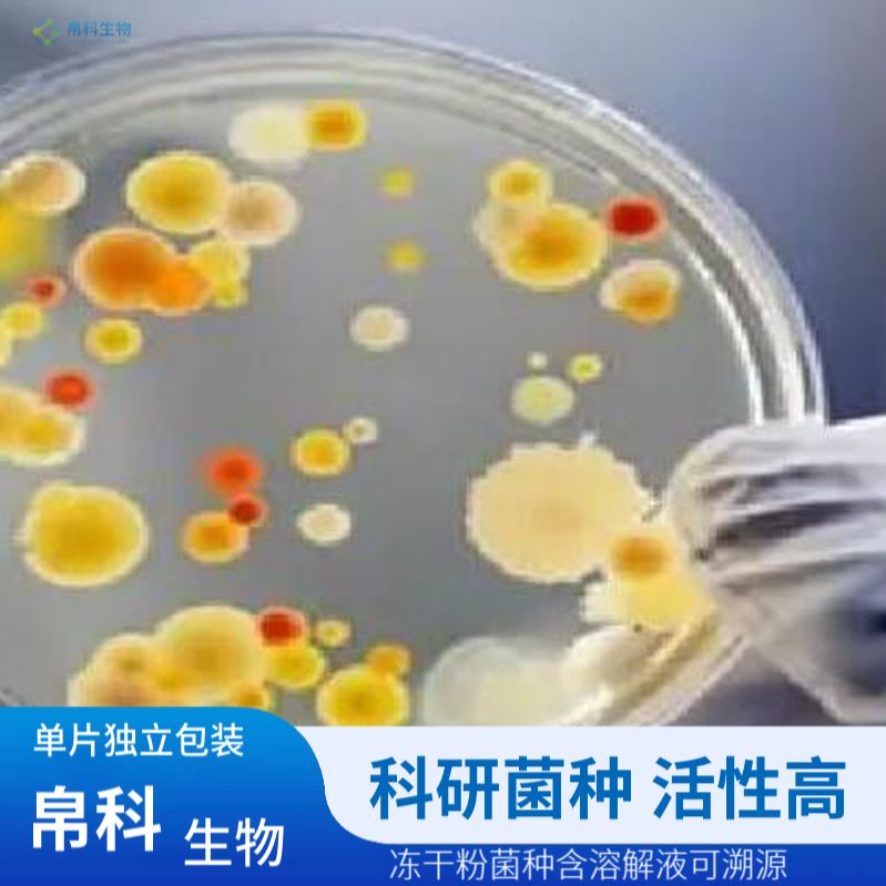 表皮葡萄球菌（RP62A）
