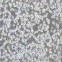 REH 人急性非B非T淋巴细胞白血病细胞