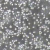 RPMI8226 人多发性骨髓瘤外周血B淋巴细胞