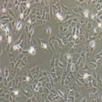 HT-1080 人纤维肉瘤细胞
