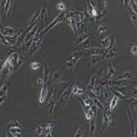 Caki-1 人肾透明细胞癌皮肤转移细胞