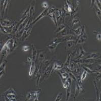 Caki-1 人肾透明细胞癌皮肤转移细胞