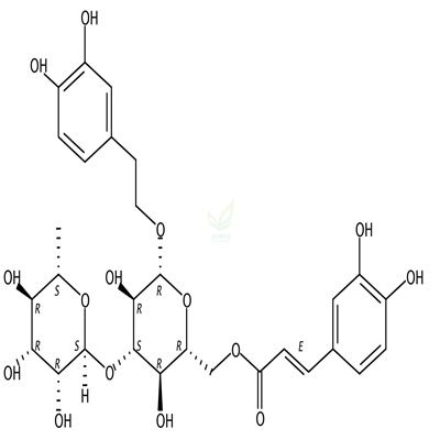 异类叶升麻苷  Isoacteoside