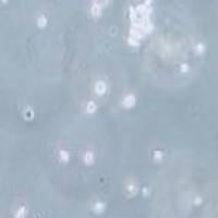 Hut-78 人T淋巴细胞白血病细胞