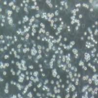 CCRF-CEM 人急性淋巴细胞白血病细胞