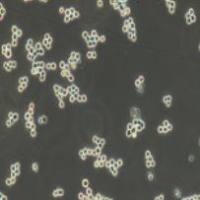 RAMOS 人B淋巴细胞瘤细胞