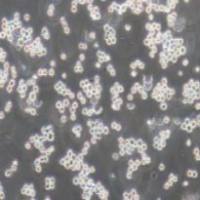 K562 人慢性骨髓性白血病细胞系