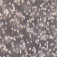 HL-60 人早幼粒白血病细胞