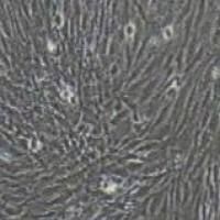 HSF(SV40转染) 人真皮成纤维细胞永生化