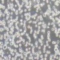 U266 人骨髓瘤细胞