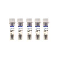 5× SDS Loading Buffer 