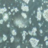 MT-4 人急性淋巴母细胞白血病细胞