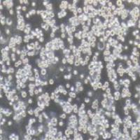 K562/ADR K562耐阿霉素细胞株