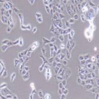 HaCat 人永生化表皮细胞