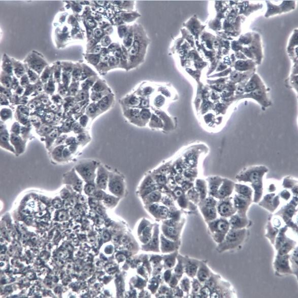 PC14细胞系、PC14细胞、PC14肺癌细胞株   