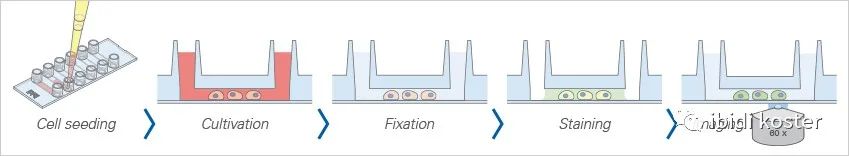 简化步骤，快速一体化免疫荧光实验方案