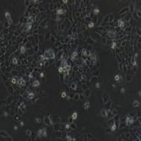 A431 人表皮癌细胞