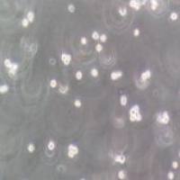 KU812 人外周血嗜碱性白血病细胞