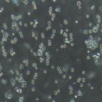 DAMI 人巨核细胞白血病细胞