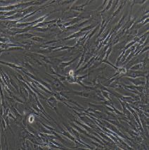 MRC-5 人胚肺成纤维细胞（有限细胞系）