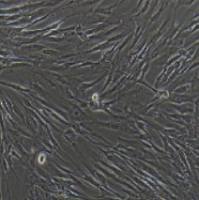 MRC-5 人胚肺成纤维细胞(有限细胞系)