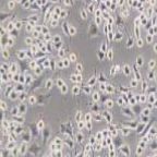 RLE-6TN 大鼠Ⅱ型肺泡上皮细胞