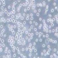 NB4 急性早幼粒细胞株