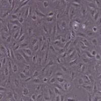 IEC-18 大鼠回肠细胞